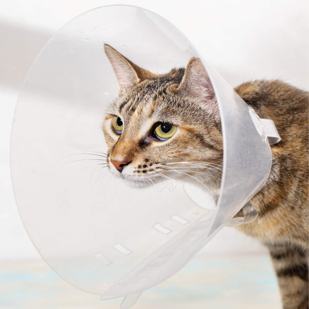 Cono de Recuperación para Mascotas