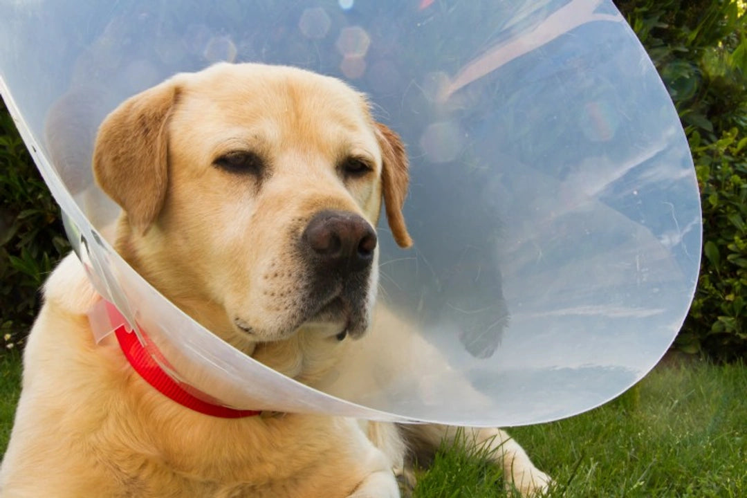 Cono de Recuperación para Mascotas